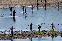 Group of school children having a day out on the River Maas, wading in river with fishing nets, GrensMaas rewilding area, The Netherlands. June, 2022.