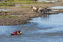 Herd of wild Konik horses standing on riverbank with two girls kayaking past, River Maas. GrensMaas rewilding area, The Netherlands. June.