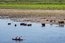 Herd of wild Galloway cattle standing in river with two people in a kayak passing by, River Maas, GrensMaas rewilding area, The Netherlands. June.