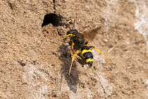 Ornate-tailed digger wasp (Cerceris rybyensis) approaching nest hole with fly prey, Oijse Waard, Gelderse Poort, near Nijmegen, The Netherlands. June.