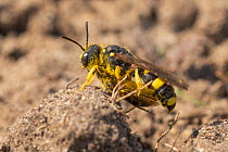 Ornate-tailed digger wasp (Cerceris rybyensis) covered in pollen on the ground with fly prey, Oijse Waard, Gelderse Poort, near Nijmegen, The Netherlands. June.