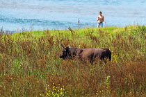 A wild Dutch red bull, standing in meadow among long grass, with woman looking at her phone in background, Gelderse Poort, near Nijmegen, The Netherlands. July.