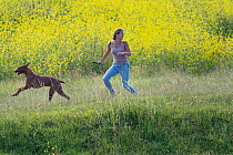 Woman and dog in meadow, running away from charging bull, Gelderse Poort, near Nijmegen, The Netherlands. July.