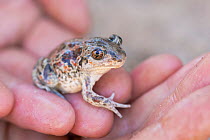 Woman holding a Common spadefoot / Garlic toad (Pelobates fuscus) in hands before releasing, captive bred  and reintroduced into the wild, Millinger Ward, Gelderse Poort, near Nijmegen, The Netherland...