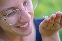 Woman holding European tree frog (Hyla arborea) in her hand, captive bred and reintroduced into wild at Millinger Ward, Gelderse Poort, near Nijmegen, The Netherlands