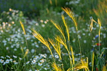 Old-strain Wheat (Triticum sp.), Poppies (Papaver sp.), Cornflowers (Cyanus segetum), False chamomile (Tripleurospermum perforatum) and Corn daisies (Chrysanthemum segetum) growing in a field cultivat...