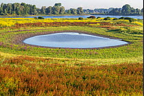 Landscape kept open for animal grazing for habitat restoration, Gelderse Poort, near Nijmegen, The Netherlands. July.