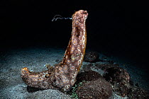 Male Leopard sea cucumber (Bohadschia argus) broadcast spawning by raising itself above substrate and sending streams of sperm into water. East China Sea, Kagoshima Prefecture, Japan.