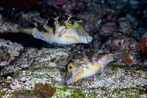 Pair of Crowned pufferfish (Canthigaster coronata) getting ready to spawn, with female in foreground and male in rear. East China Sea, Kagoshima Prefecture, Japan.