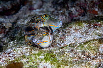 Pair of Crowned pufferfish (Canthigaster coronata) spawning, with female in foreground and male in rear.   East China Sea, Kagoshima Prefecture, Japan.