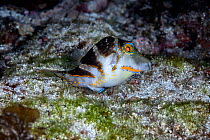 Female Crowned puffer (Canthigaster coronata) tending to her eggs after spawning by cleaning and aerating them.  East China Sea, Kagoshima Prefecture, Japan.