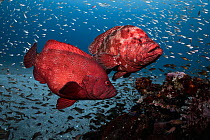Pair of Tomato hinds (Cephalopholis sonnerati) swimming, with female in foreground (left) with stomach full of eggs.  East China Sea, Kagoshima Prefecture, Japan.