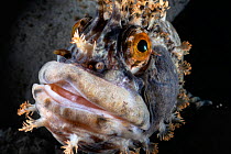 Fringed blenny (Chirolophis japonicus) close-up with parasite attached behind prominent eye.  Pacific Ocean, Hokkaido, Japan.