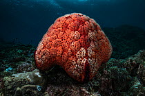 Female Cushion star (Culcita novaeguineae) spawning by climbing to top of reef to release eggs visible as cloud of tiny white dots.  East China Sea, Kagoshima Prefecture, Japan.