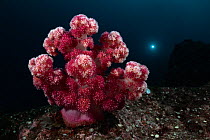 Carnation coral (Dendronephthya sp.) colony growing on top of rock, where currents provide ample nutrient flow, with light in background from scuba diver. East China Sea, Kagoshima Prefecture, Japan.