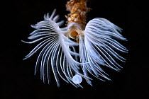 Tube worm (Metavermilia inflata) defecating with faeces visibly coming out of central tube. Radiole array, ciliated feather-like tentacles used for filter-feeding and respiration, and operculum, used...