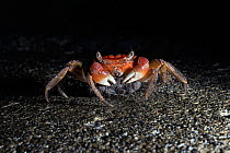 Female Red flower crab (Orisarma intermedium) making her way down to ocean floor to release clutch of eggs before new moon. East China Sea, Kagoshima Prefecture, Japan.