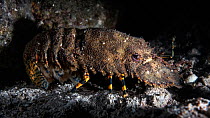 Japanese mitten lobster (Parribacus japonicus) patrolling seabed at night. East China Sea, Kagoshima Prefecture, Japan.