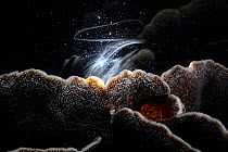 Leaf coral (Pavona decussata) spawning, with streams of sperm sent into water column in synchrony with gametes from other nearby colonies of hard coral. East China Sea, Kagoshima Prefecture, Japan.