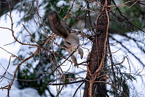 Japanese red squirrel (Sciurus vulgaris orientis) breaking off branch for purpose of constructing nest to prepare for upcoming reproductive season. Hokkaido, Japan.