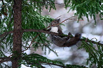 Japanese red squirrel (Sciurus vulgaris orientis) struggling with long branch collected for construction of nest.  Hokkaido, Japan.