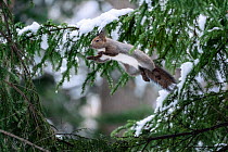 Japanese red squirrel (Sciurus vulgaris orientis) leaping among branches of fir tree (Abies sp.) while collecting building material for construction of nest in final days of winter.  Hokkaido, Japan.