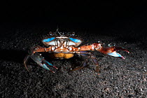 Female Mud crab (Scylla sp.) carrying eggs during late summer. Sea of Japan, Yamaguchi Prefecture, Japan.