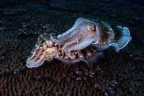Male Broadclub cuttlefish (Sepia latimanus) engaging in courtship, by stroking female with tentacles.  East China Sea, Kagoshima Prefecture, Japan.