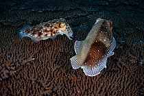 Male Broadclub cuttlefish (Sepia latimanus) approaching female to attempt mating, with split body pattern and coloration into two distinct halves.  East China Sea, Kagoshima Prefecture, Japan.