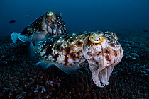 Female Broadclub cuttlefish (Sepia latimanus) preparing to deposit eggs into Staghorn coral (Acropora sp.), with characteristic scrunched up face. Male standing guard in background to keep other males...