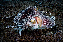 Two male Broadclub cuttlefish (Sepia latimanus) fighting to establish dominance in area around Staghorn coral (Acropora sp.) colony, with bold stripe patterns signal of aggression.  East China Sea, K...