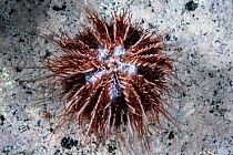 Male intermediate sea urchin (Strongylocentrotus intermedius) starting process of broadcast spawning.  Pacific Ocean, Hokkaido, Japan.