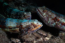 Variegated lizardfish (Synodus variegatus) regrouped in preparation for spawning, when females rush toward surface in evening with male following.  East China Sea, Kagoshima Prefecture, Japan.