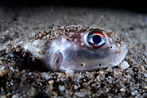 Juvenile Grass puffer fish (Takifugu niphobles) partially buried in substrate to conceal itself to rest.  Sea of Japan, Yamaguchi Prefecture, Japan.