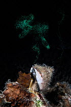Female Pfeiffer's top shell (Tegula pfeifferi) broadcast spawning, from elevated spot in raised vertical position, by ejecting clusters of green eggs. East China Sea, Kagoshima Prefecture, Japan...