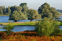 View of trees and vegetation along river in restored habitat, Gelderse Poort, near Nijmegen, The Netherlands. July, 2022.
