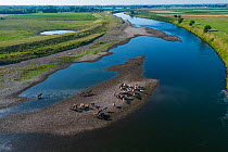Aerial view of herd of wild Konik horses on mudbank in Maas River, whose floodplains were recreated through the GrenseMaas project, near Maastricht, The Netherlands. July.
