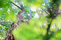 Honey buzzard (Pernis apivorus) perched on nest in forest, near Nijmegen, The Netherlands. July.