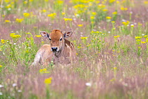 Tauros calf resting in field of wildflowers, part of breeding program to recreate the Eurasian auroch cattle, Maashorst National Park, The Netherlands. July.
