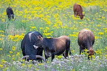 Herd of wild Tauros cattle grazing in field of wildflowers, part of a breeding program to recreate the extinct Eurasian auroch cattle, Keent Nature Reserve, The Netherlands. July.