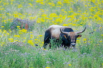 Tauros cattle in field of wildflowers, part of a breeding program to recreate the extinct Eurasian auroch cattle, Keent Nature Reserve, The Netherlands. July.