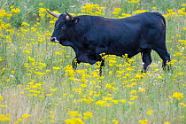 Tauros cattle in field of wildflowers, part of a breeding program to recreate the extinct Eurasian auroch cattle, Keent Nature Reserve, The Netherlands. July.