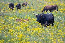 Herd of wild Tauros cattle in field of wildflowers, part of a breeding program to recreate the extinct Eurasian auroch cattle, Keent Nature Reserve, The Netherlands. July.