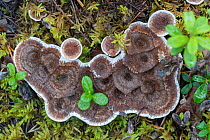 Zoned cork hydnum (Phellodon tomentosus) fungus growing on forest floor, Kaltisbacken Nature Rreserve, Norrbotten, Sapmi, Lapland, Sweden. August.