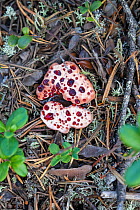 Bleeding hydnellum fungus (Hydnellum pecki) growing on forest floor, Iggejaur-Varjisan-Labtjevare, Norrbotten, Sapmi, Lapland, Sweden. August.