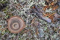 Tiger's eye fungus (Coltricia perennis) growing on forest floor, Iggejaur-Varjisan-Labtjevare. Norrbotten, Sapmi, Lapland, Sweden. August.