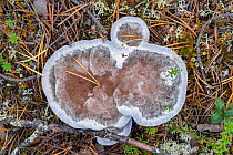 Blue-green hydnellum (Hydnellum caeruleum) fungus growing on forest floor, Iggejaur-Varjisan-Labtjevare, Norrbotten, Sapmi, Lapland, Sweden. August.