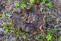 Grey falsebolete (Boletopsis grisea) fungus growing on forest floor, Iggejaur-Varjisan-Labtjevare, Norrbotten, Sapmi, Lapland, Sweden. August.