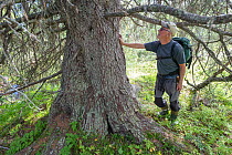 Lars-Thure Lindholm, forest conservationist and the main person behind the establishment of the Parlalven old-growth wilderness forest Nature Reserve, standing next to Spruce tree (Picea abies) aged s...