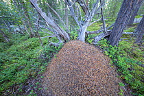 Ant hill made by Red wood ants (Formica rufa) in forest,  Parlalven old-growth wilderness forest Nature Reserve, Norrbotten, Sapmi, Lapland, Sweden. August.